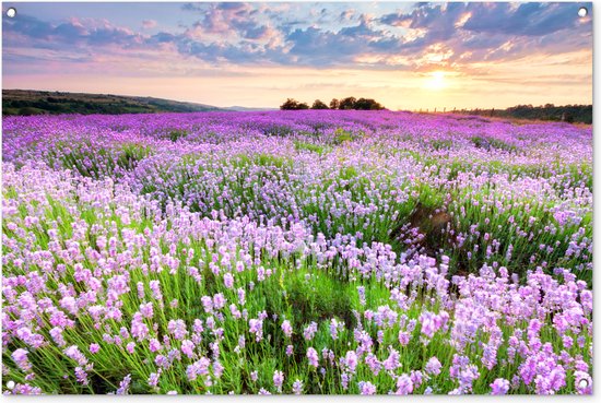Beste Tuinposter [Test 2026]