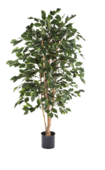 Ficus Exotica Ficus Exotica